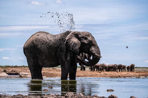 Etosha King Nehale, Safari