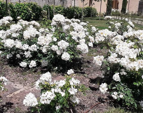 Palazzo Dè Rossi Hotel, Garden