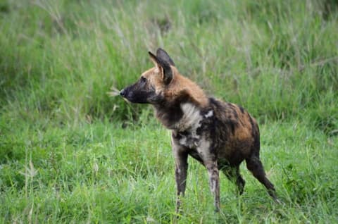 Motswiri Private Safari Lodge