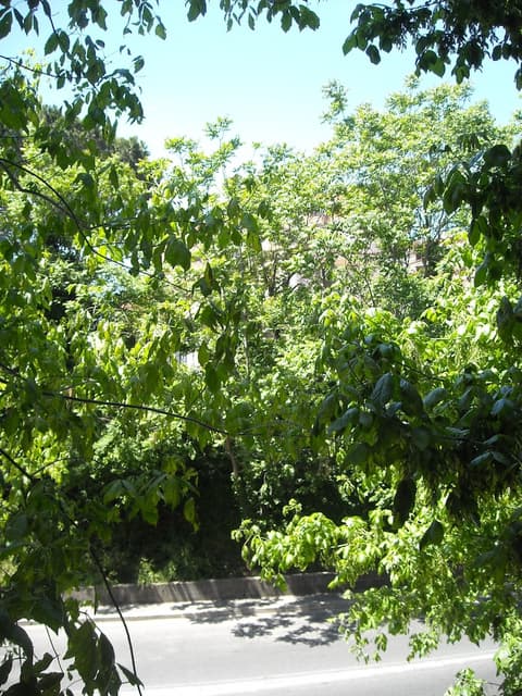 Il Granello di Senape