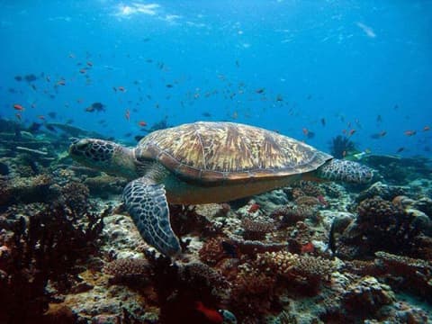 Charming Holiday Lodge