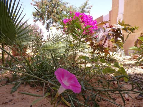 Le Triskell Auberge - Hostel, Terrace/patio