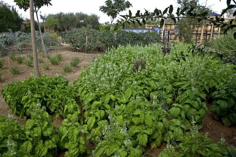 Palais de l'Ô, Garden