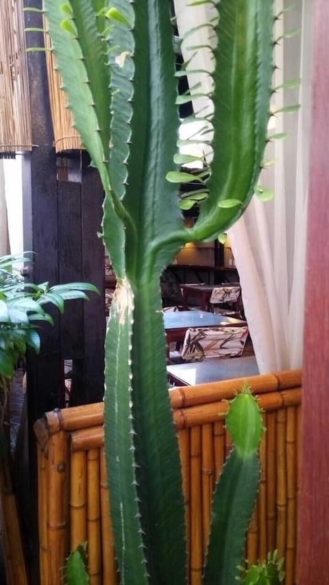 Pousada Aquarela do Brasil