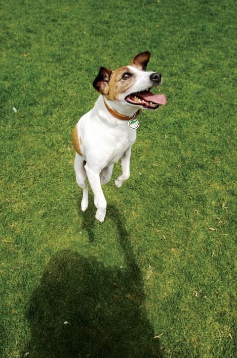 Element Harrison - Newark, Pet-friendly