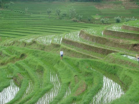 Cempaka Belimbing Villas