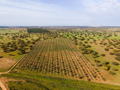 Vila Gale Collection Hotel Monte do Vilar, Property grounds