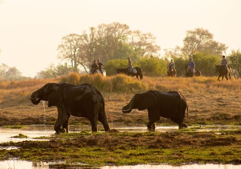 Cha Cha Metsi, Safari
