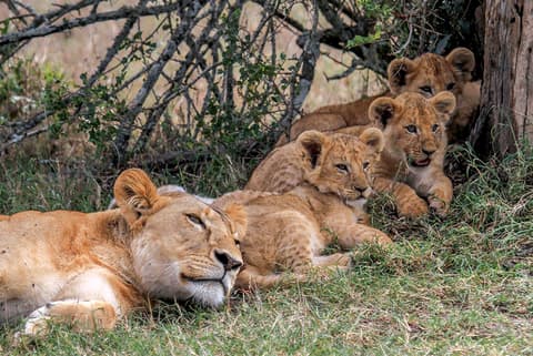 Kenya and Tanzania Family Safari