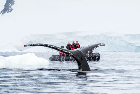 Best of Antarctica: Whale Discovery