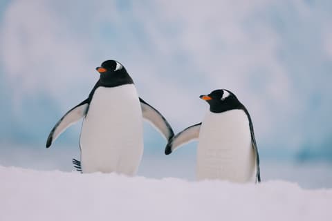 Ultimate Antarctica: Falklands, South Georgia & the Antarctic Circle