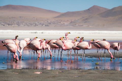 Bolivia Encounter