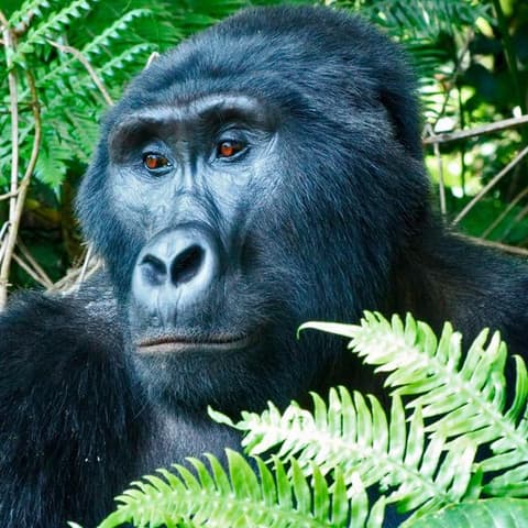 Masai Mara & Gorilla Adventure