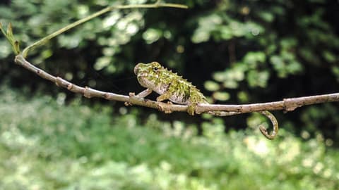 Highlights of Madagascar