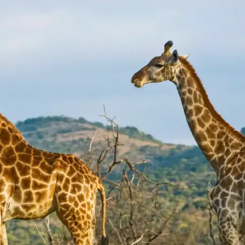 Wildlife of Kenya & Tanzania: Nakuru to Serengeti