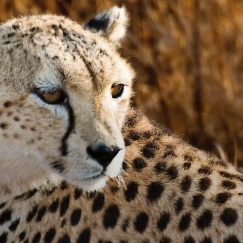 East Africa: Safari Drives, Mountain Hikes & Chimp Trekking