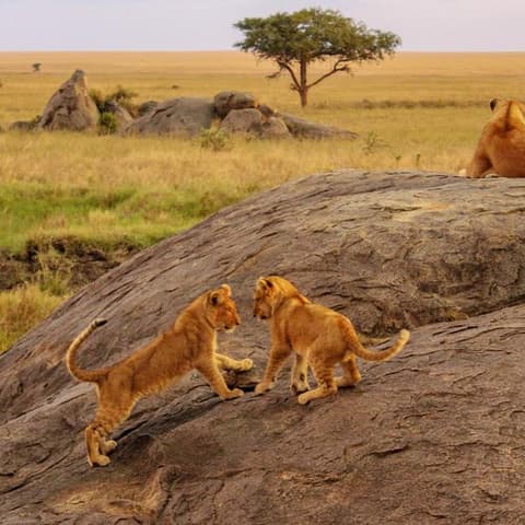 East Africa Overland: Serengeti & Safari Drives