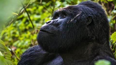 Uganda Overland: Gorillas & Chimps