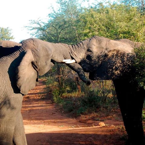 Best of Africa's Wildlife: Cape Town, Kruger, Hwange, & Chobe