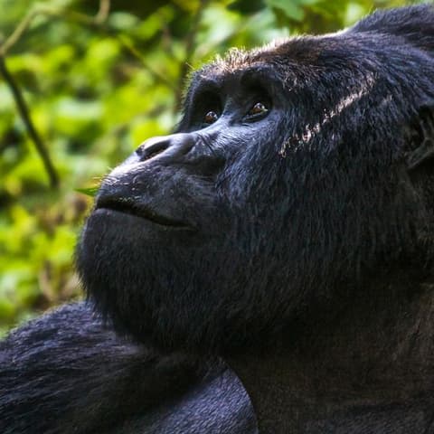 Uganda Overland: Gorillas & Chimps