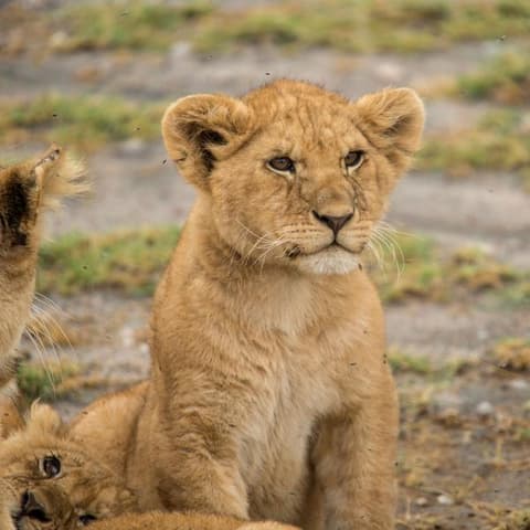 Tanzania Family Journey: A Serengeti Safari