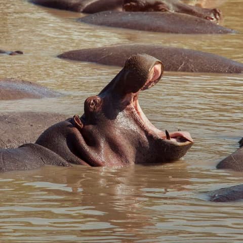 Kenya: Cultural Connections, Mt Kenya & Maasai Mara