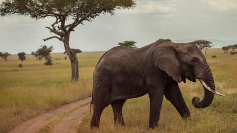 Victoria Falls & Serengeti Overland: Lakes & Landos