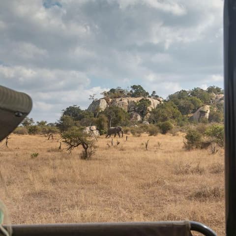 Southern Africa: National Parks of Zimbabwe & Kruger Wildlife Tracking