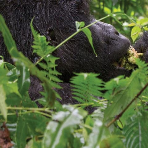 Journeys: Wild Encounters in Rwanda