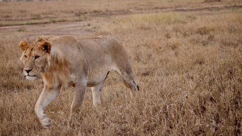 Serengeti to Victoria Falls Overland: Night Stars & Spices