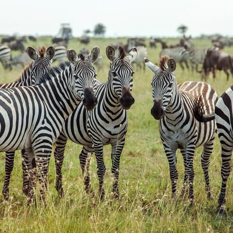 Southern Africa Encompassed: Bush Camps & Wildlife Spotting