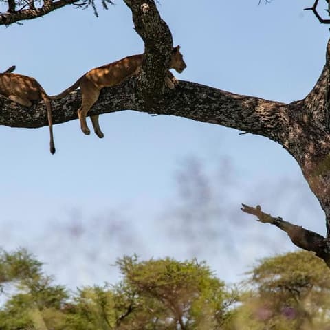 Nairobi to Cape Town Overland Safari & Participation Camping