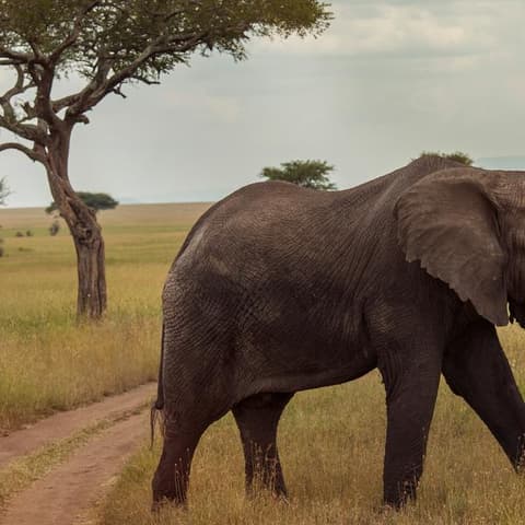 Victoria Falls & Serengeti Overland: Lakes & Landos