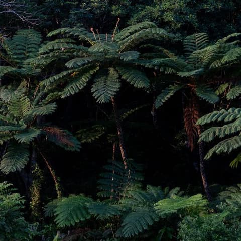 Absolute Active Japan