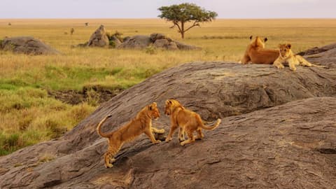 East Africa Overland: Serengeti & Safari Drives