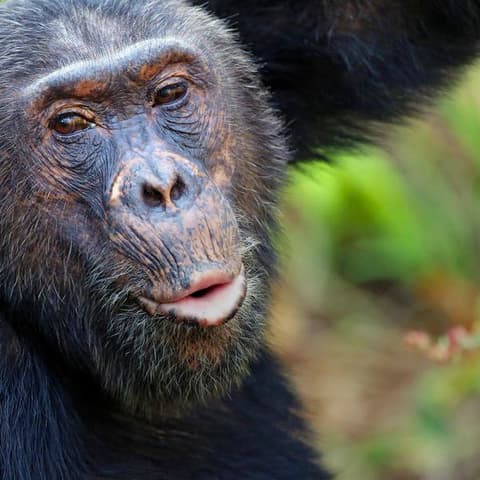 Tanzania: Chimp Trekking & Serengeti Safari