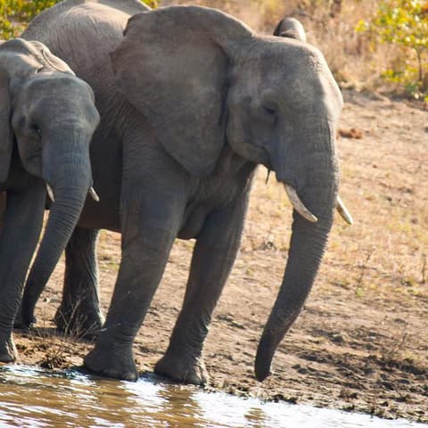 Journeys: Cape Town, Kruger & Namibia