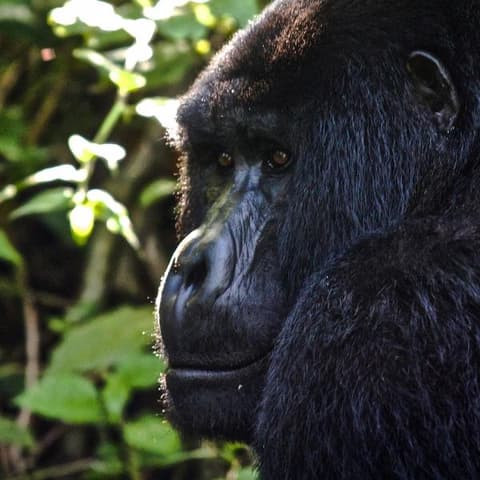 Uganda to Rwanda: Gorilla Treks & Safari Drives