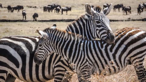 Kenya Camping Safari