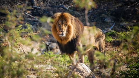 Cape Town, Kruger & Zimbabwe