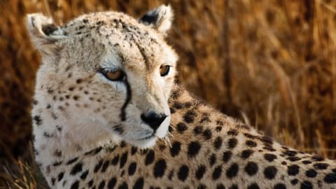 East Africa: Safari Drives, Mountain Hikes & Chimp Trekking