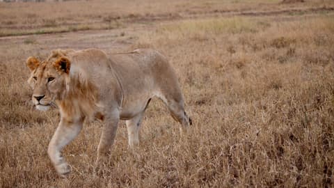 Serengeti to Victoria Falls Overland: Night Stars & Spices