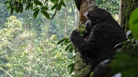 Kenya & Uganda Gorilla Overland: Forests & Wildlife Spotting