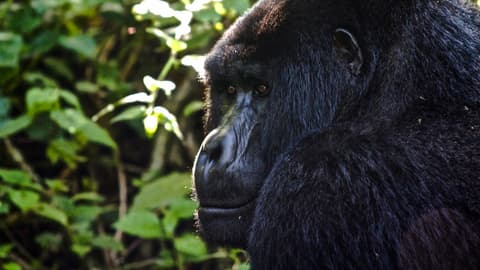 Uganda to Rwanda: Gorilla Treks & Safari Drives