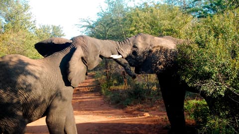 Best of Africa's Wildlife: Cape Town, Kruger, Hwange, & Chobe