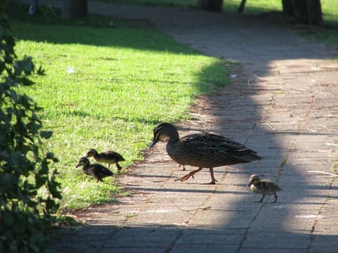 PEMBERTON LAKE VIEW CHALETS
