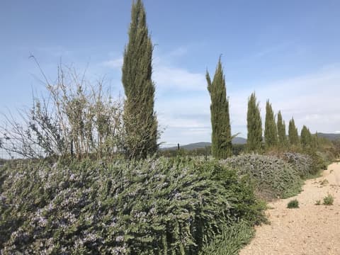 BOLGHERI RESORT