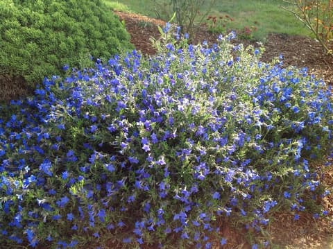 TYEE LODGE OCEANFRONT B&B