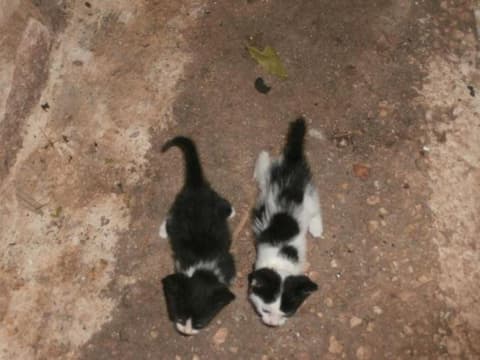 Pansion Porto Tsi Ostrias