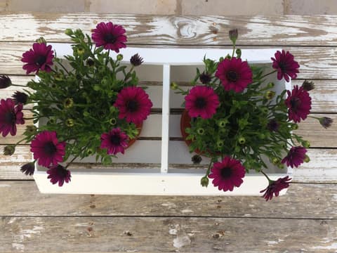 Trulli Family - Trulli&Cummerse